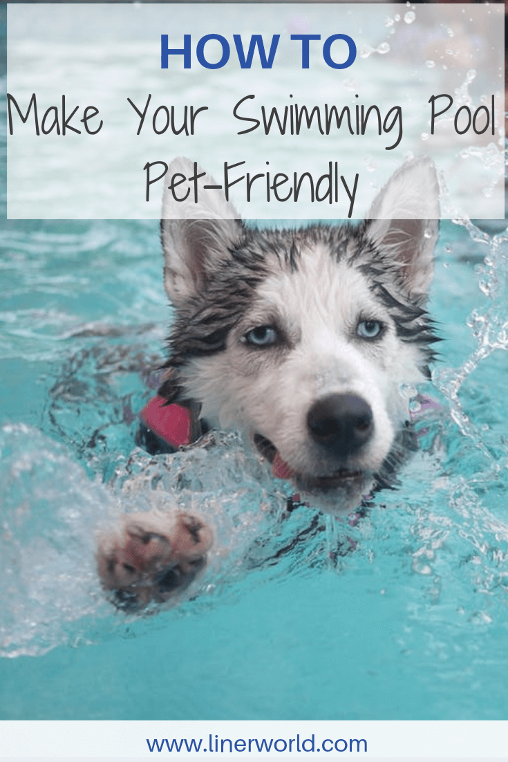 how to make swimming pool pet-friendly