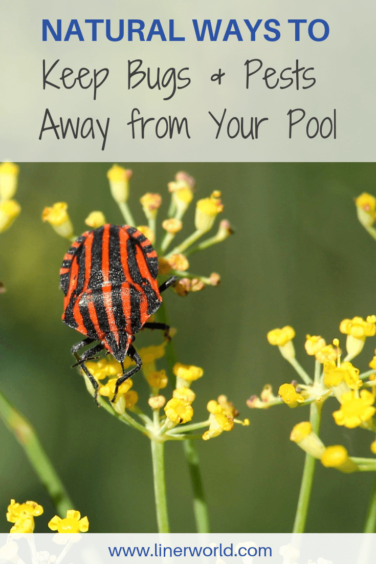 Natural Ways to Keep Pests Away From Your Pool